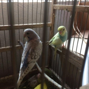 10 man quslar tam sagalm ve aktiv.ele oyretmek ve danisdirmaqa esil