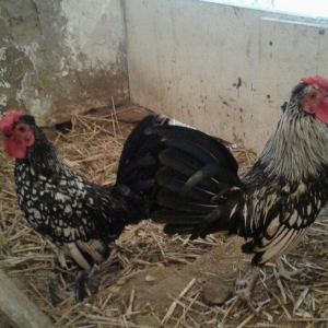 Sibrayt gumuwu xaruz 3eded deyiwtirili feresiyle yada 2 eded xoruz sat