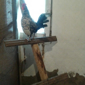 Sibrayt gumuwu xaruz 3eded deyiwtirili feresiyle yada 2 eded xoruz sat