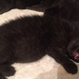 Котяка , папа британец мама шотладка вислаушка . Котятам пока 15 дней