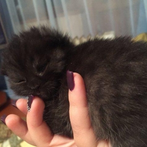 Котяка , папа британец мама шотладка вислаушка . Котятам пока 15 дней