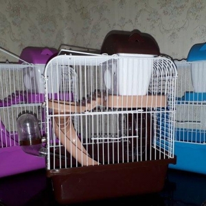 Çunqarikler ve xamyaklar ucun teze qefes icinin h