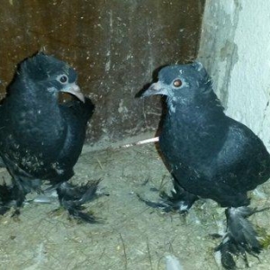 balalar ebrejden cixma balalardi. biri qaradi o biride cilbawa oxwuyur