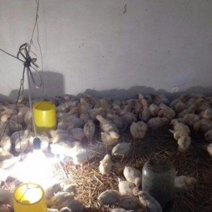 bu sort xarkov etlik sortudur.18 gunlukdur.cin kimi dirler.butun lazim