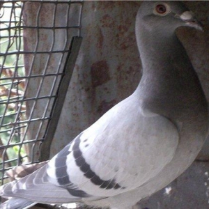 pradaiu  pachTovix  golubei ...  rasa  G A R E J I ... cena