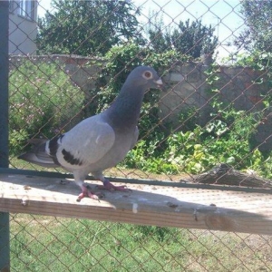 pradaiu  pachTovix  golubei ...  rasa  G A R E J I ... cena