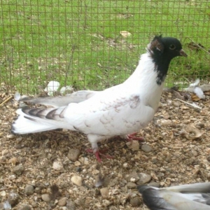 hazır bala veren damazlığ qara bawlardı tecılı satılır 16..17 tuk keki