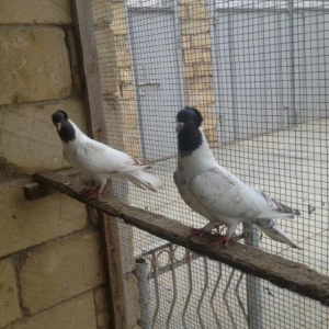 hazır bala veren damazlığ qara bawlardı tecılı satılır 16..17 tuk keki