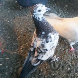 kovan baladir Çiller&#039;in altından cixib ciddi olan narahat etsin wp var