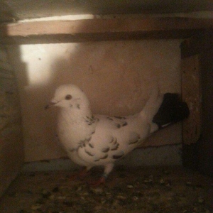 qizgin erkekdi uzun quwdu 15 16 quyruqduTutulmadi 