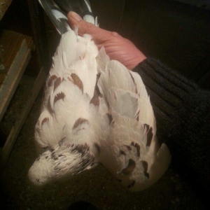 qizgin erkekdi uzun quwdu 15 16 quyruqduTutulmadi isteyen wp yaza bil