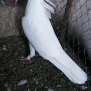 Ag uzun maya göz qabaginda ayaginda znaki var ciddi olmayan narahat et