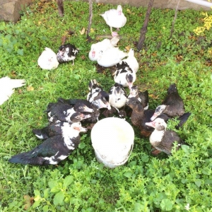 lal ordek 20 eded var sekilde gorduyun kimidir