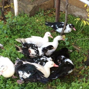 lal ordek 20 eded var sekilde gorduyun kimidir