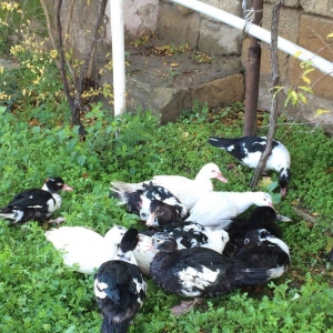 lal ordek 20 eded var sekilde gorduyun kimidir