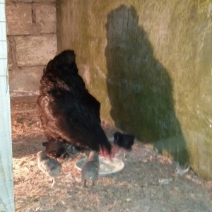 Brama cücələri 1 həvtəlikdirlər 1 ri 10 manata ata və anasının şəkillə