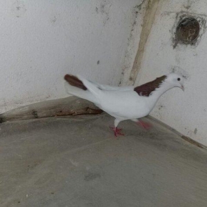 Salam Qırmızı boyun satılır erkəydi 16 tükd