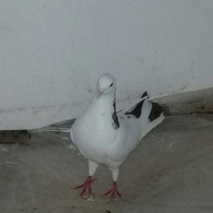 Salam Qırmızı boyun satılır erkəydi 16 tükdü.Boynunda bir az əyrilik v