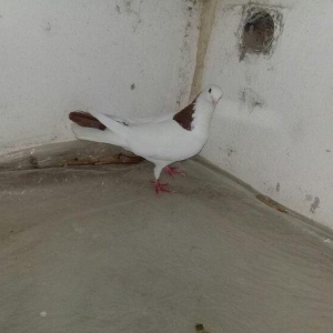 Salam Qırmızı boyun satılır erkəydi 16 tükdü.Boynunda bir az əyrilik v