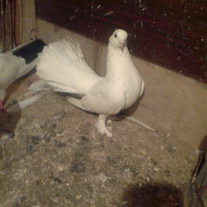 salam iki maya ikisi erkek satılır 4 dü 50 manata qiymet sondu vacapda