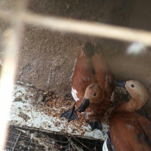 qizilqaz cutu 120m tam saqlamdilar fikri cidfi olanlar narahat ede bil