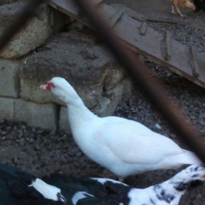 lal ördek 14 manata. hamısı ela.  esil kesilmey