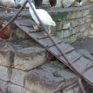 lal ördek 14 manata. hamısı ela.  esil kesilmeye yararlı yaxsı besleni