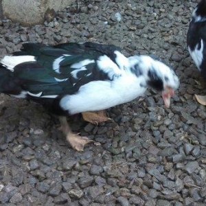lal ördek 14 manata. hamısı ela.  esil kesilmeye yararlı yaxsı besleni