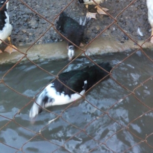 lal ördek 14 manata. hamısı ela.  esil kesilmeye yararlı yaxsı besleni