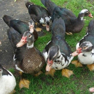 8 aylıq lal ördəklər tam sağlamdırlar. Heç bir xəstəliyi ya da  proble