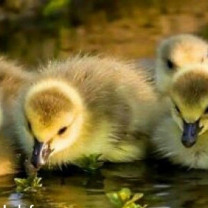 Aliram Kuban ,linda ,xalmagor qaz balasi aliram.  