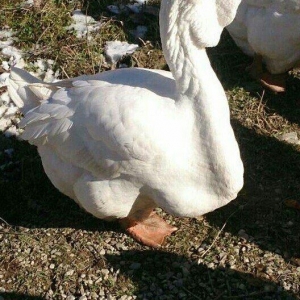 Özüm getirmişem rosdiyadan balada almişam sap saglam gazlardi gelib ba