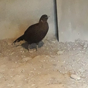 3 eded fere qirqovul. 2-si rumin 23 manat. 1-i qaf