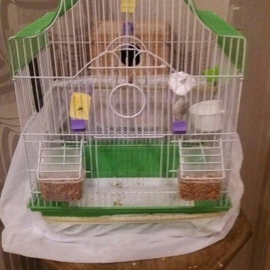 Papugay ucun gefes ela teze veziyetdedi bir ayin g