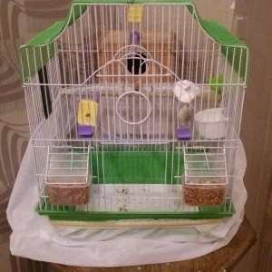 Papugay ucun gefes ela teze veziyetdedi bir ayin gefesidi satmaximin s