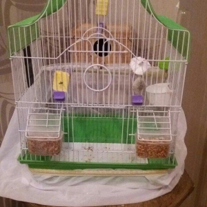 Papugay ucun gefes ela teze veziyetdedi bir ayin gefesidi satmaximin s