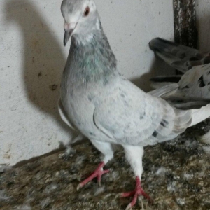 ebreş maya tam saglamdı ayaq cıplaq qiymət 10 