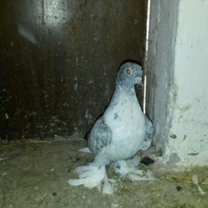 cut quslar biri ebresdi biri aq bas aq qened erkek