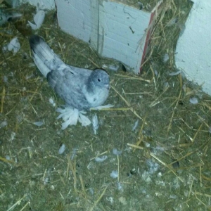 cut quslar biri ebresdi biri aq bas aq qened erkek maya cutunun qiymet