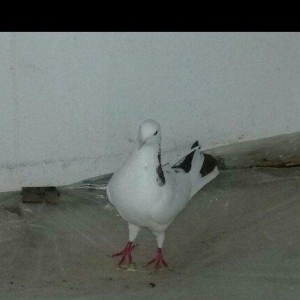 Salam Quş satlır qırmızı boyundu erkəydi bir az başında əyrilik var od