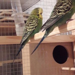 Cex erkek satiram hazur quwdu hec bir problemi yoxdur. Qiymet 1 quwa a