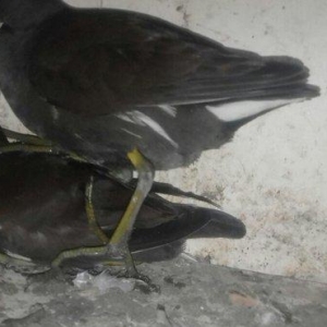 soltanka qusu satilir ozumde cixib bu ilin balaridi. cutu 30 m .