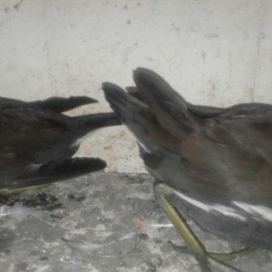 soltanka qusu satilir ozumde cixib bu ilin balaridi. cutu 30 m .