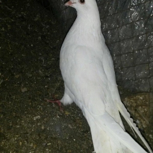 16/17 tuk erkey uçan qusdu xahis edirem qeyri cid