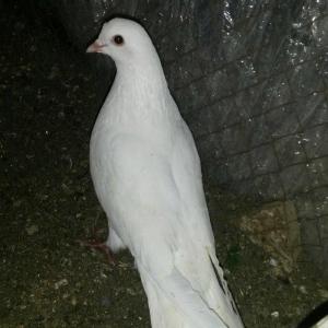 16/17 tuk erkey uçan qusdu xahis edirem qeyri ciddiler narahat etmesin