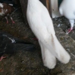 16/17 tuk erkey uçan qusdu xahis edirem qeyri ciddiler narahat etmesin