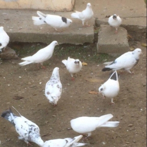 25 denedi Hamsi des satilir tek tek satilmir icinde tek 100manata ali