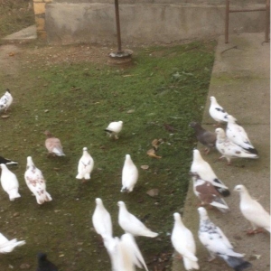 25 denedi Hamsi des satilir tek tek satilmir icinde tek 100manata ali