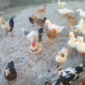 tam saglamdilar yumurtaliq toyuqlar 6-7ayliqdi tecili satilir ve ya ke