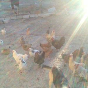 tam saglamdilar yumurtaliq toyuqlar 6-7ayliqdi tecili satilir ve ya ke